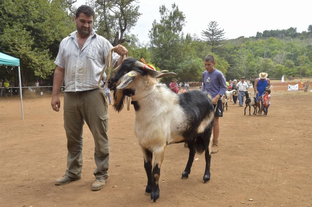 Feria de ganado