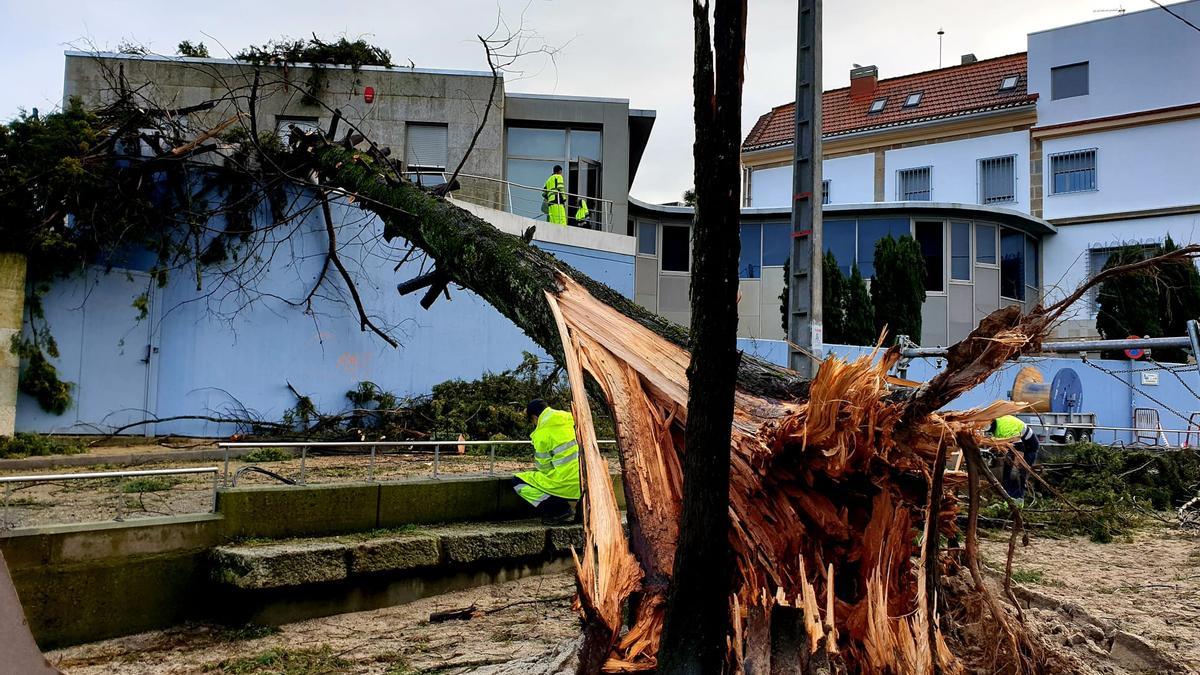 Operarios municipales trabajan para retirar el árbol caído en Teis. // Marta G. Brea