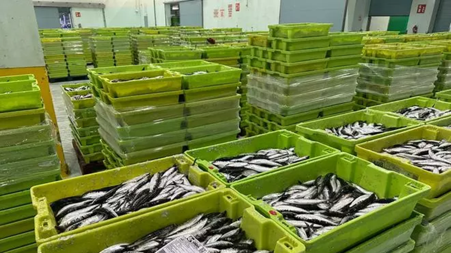 La Lonja de A Coruña subastó esta mañana 130 toneladas de sardina para la fiesta de San Juan