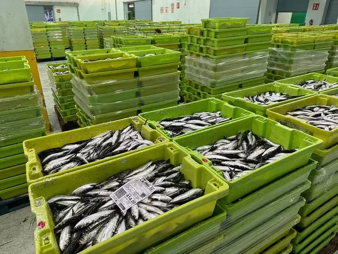 La Lonja de A Coruña subastó esta mañana 130 toneladas de sardina para la fiesta de San Juan
