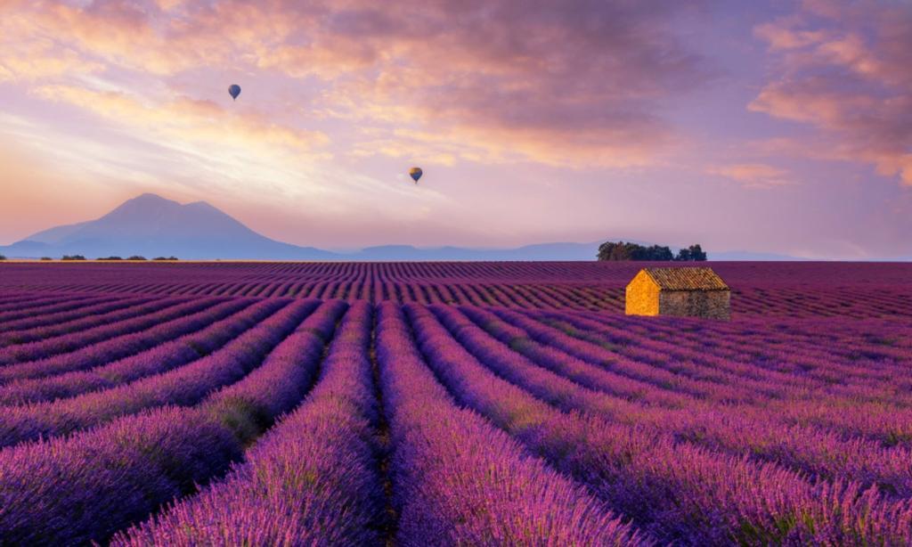 Campos de lavanda de la Provenza