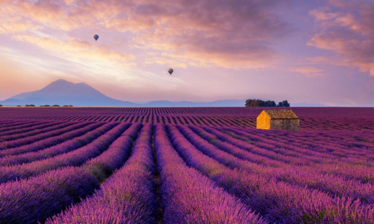 Provenza, campos de flores