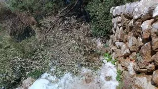 Borrasca Juliette en Mallorca | Miles de olivos de la Serra sufren destrozos a causa del peso de la nieve