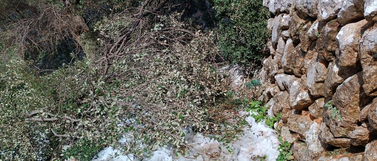 Uno de los árboles dañados por la nieve en la Serra de Tramuntana.