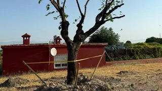 Navalmoral de la Mata traslada las moreras de la avenida de Las Angustias a la Charca Mayen