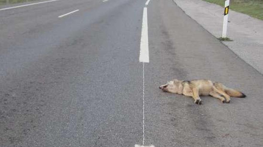 El animal tras el atropello en la autovía. // GC