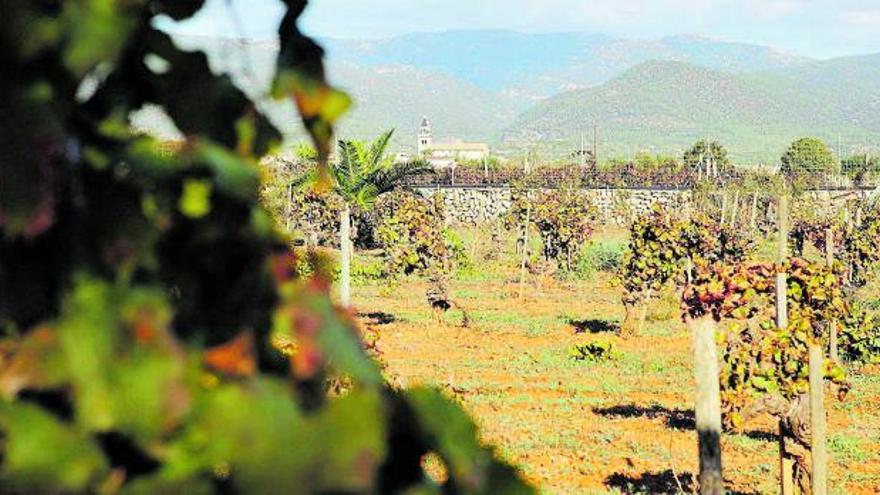 Auf den Feldern mit Blick auf Santa María del Camí pflanzte der Großvater von Sebastià Ordines vor vielen Jahren diese Rebstöcke.  | FOTOS: NELE BENDGENS