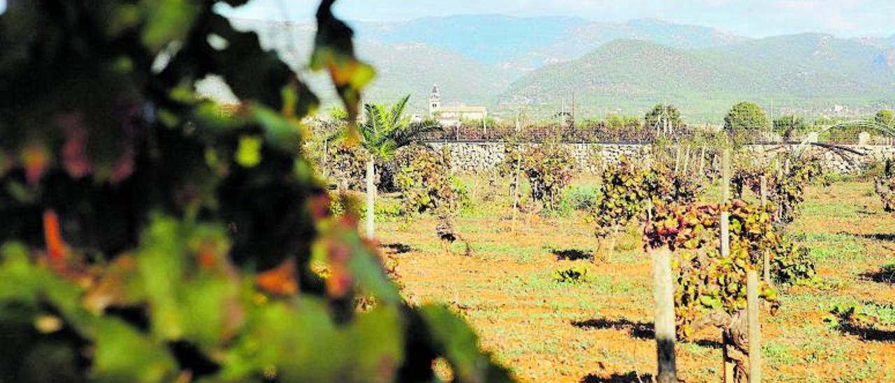 Auf den Feldern mit Blick auf Santa María del Camí pflanzte der Großvater von Sebastià Ordines vor vielen Jahren diese Rebstöcke.  | FOTOS: NELE BENDGENS