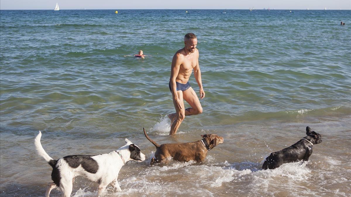 Perros en la playa de Llevant. 