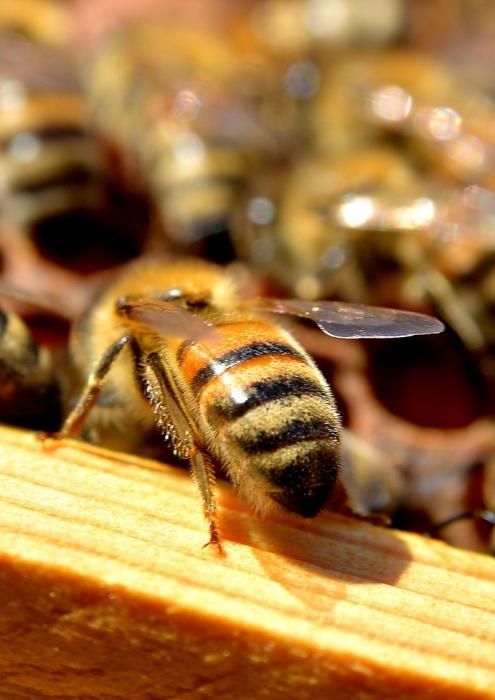 07/06/2018 EL CARACOL, TELDE. Colmenas de abejas ...