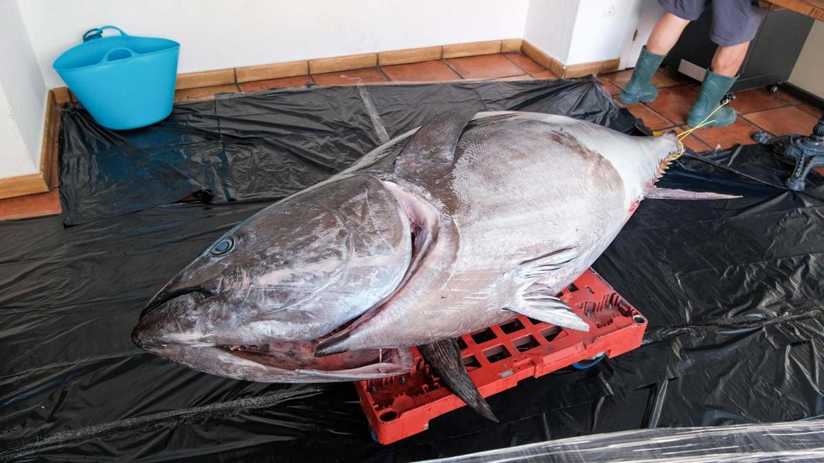 Toni March, pescador de Ibiza, captura un atún de 320 kilos