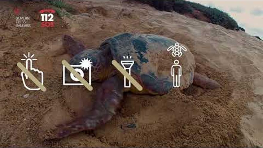 Das balearische Umweltministerium erklärt, wie Sie Schildkröten helfen