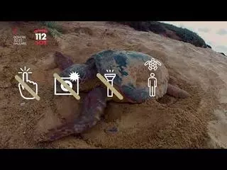 Dieses Video erklärt auf Deutsch, wie Sie auf Mallorca Schildkröten retten können