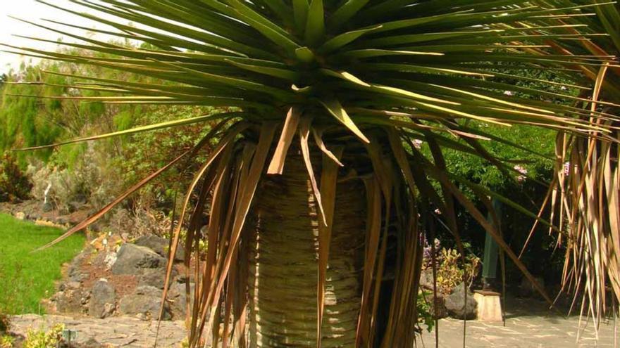 El otro drago de Canarias: solo existe en Gran Canaria y apenas quedan 76 ejemplares