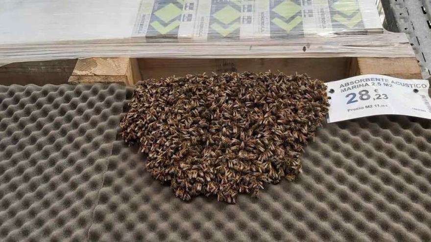 Cientos de abejas que estaban en la tienda