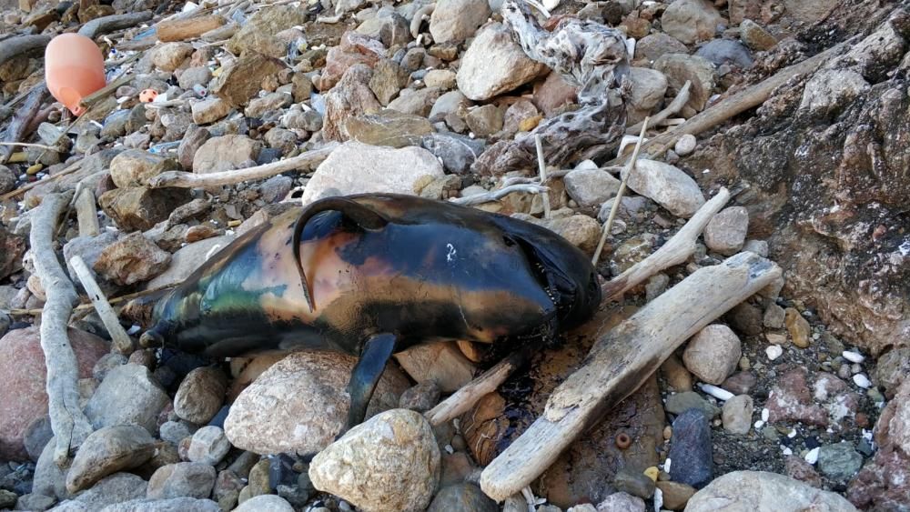 Aparece un calderón muerto en una playa de Pollença