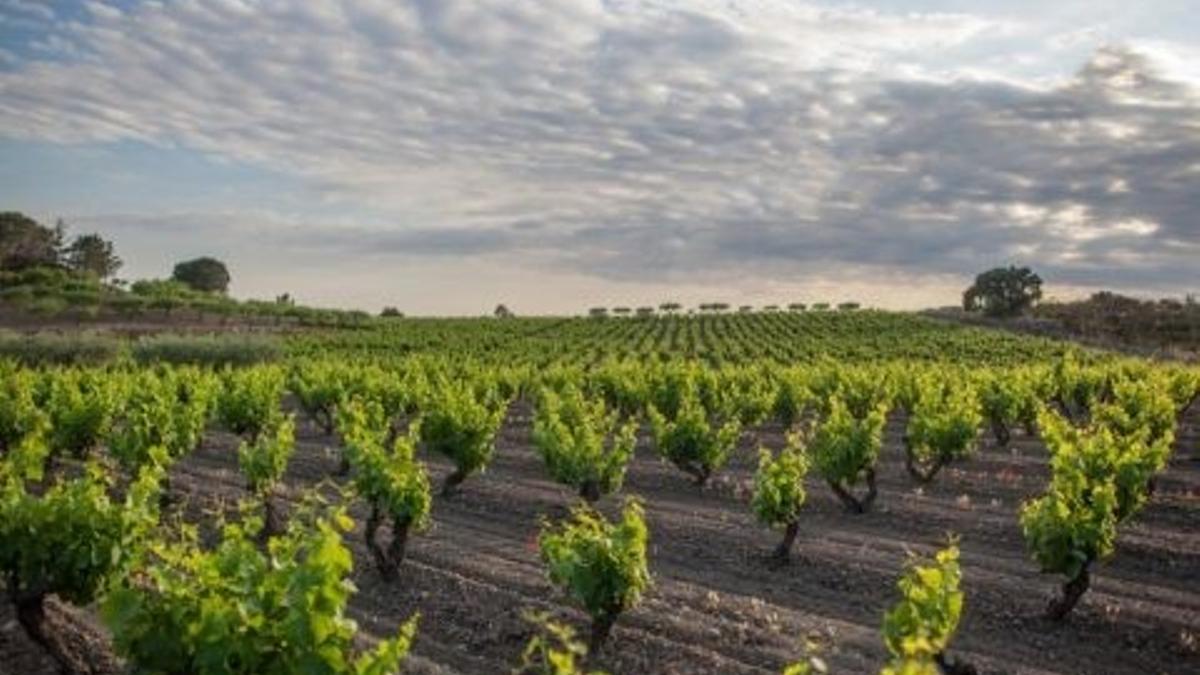 Esmorzar i visita a Empordàlia