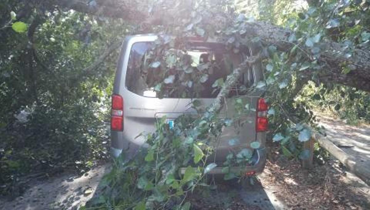 Un árbol se desploma en Vigo y daña tres coches de un concesionario