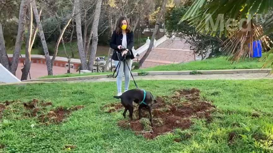 Piden al Consell aumentar la caza controlada de jabalís en el Millars