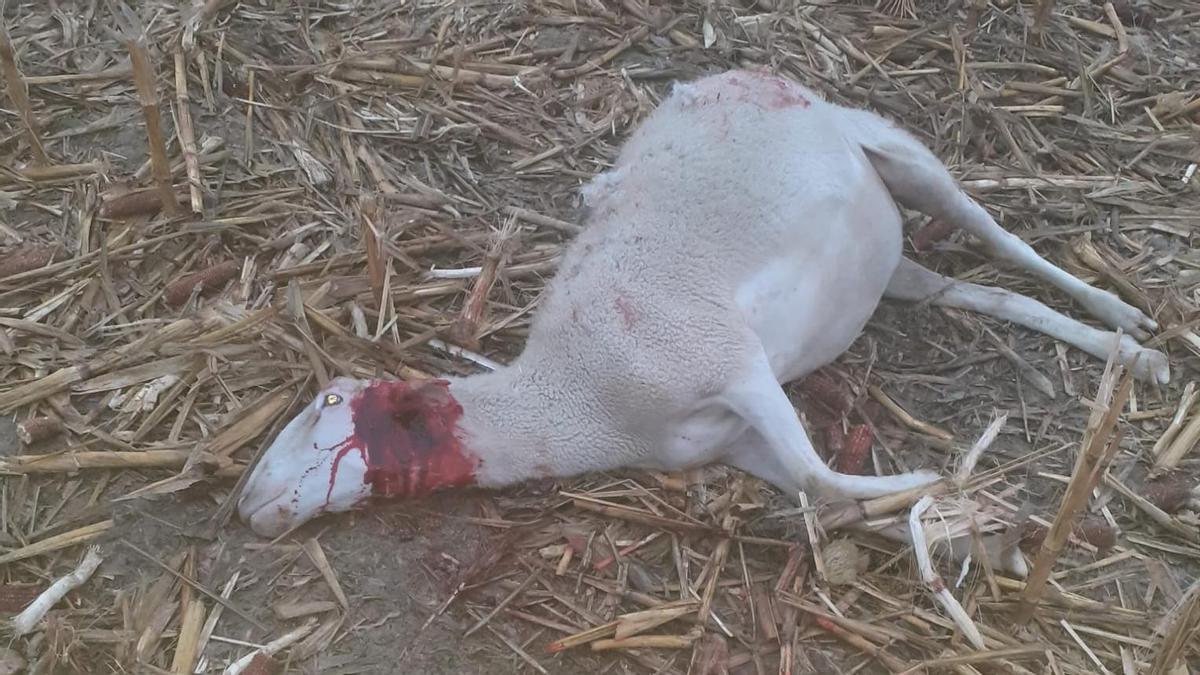 Una de las ovejas muertas por un ataque todavía sin identificar, pero con mordiscos en el cuello, este viernes.