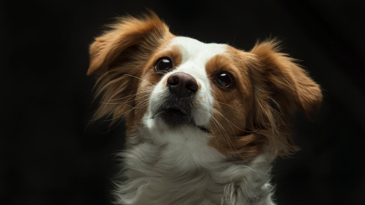 Los perros de raza Papillon tienen unas orejas con forma de mariposa.