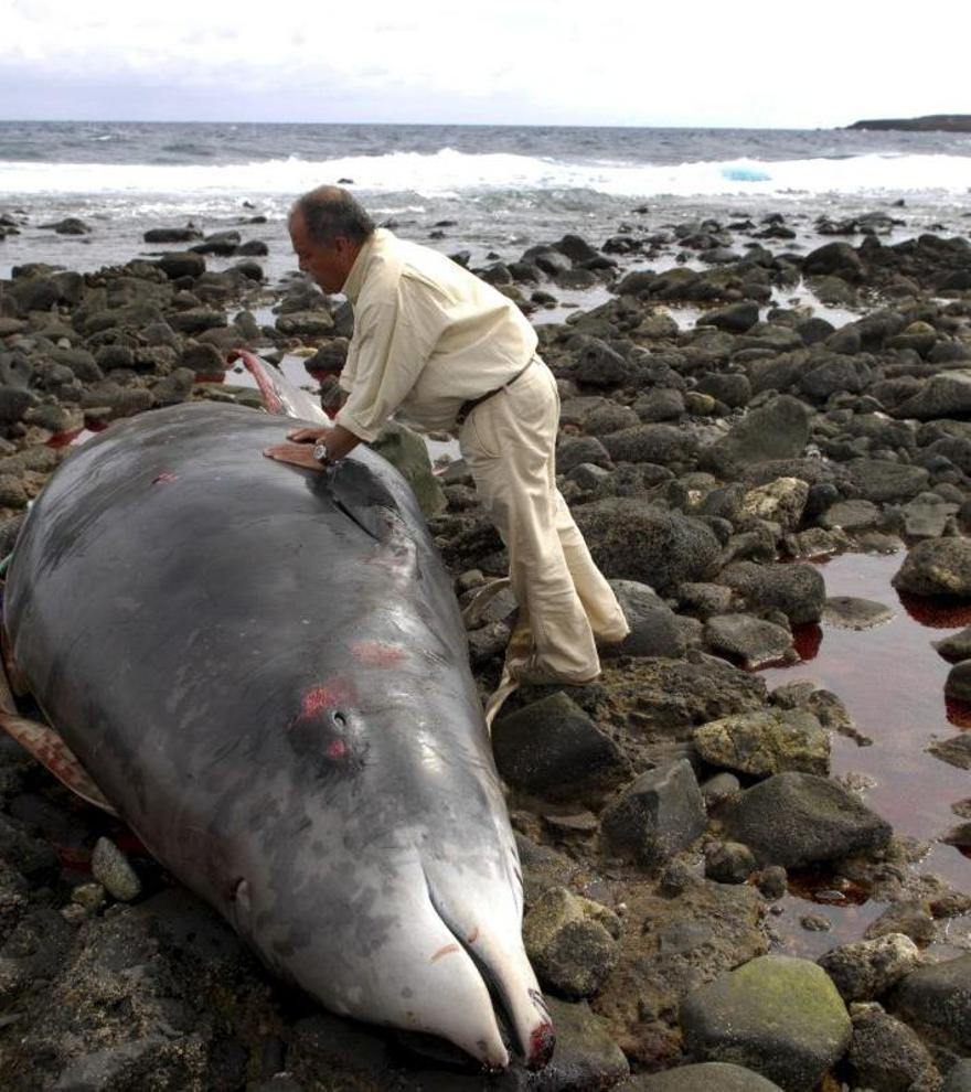Las actividades humanas ya afectan a las ballenas más remotas y misteriosas del mundo