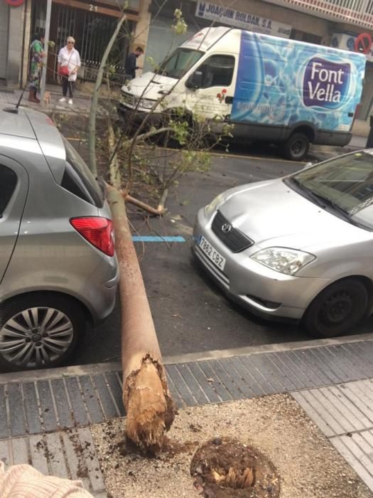 Un árbol cae en mitad de la calzada de la calle Cayetano de Lugo