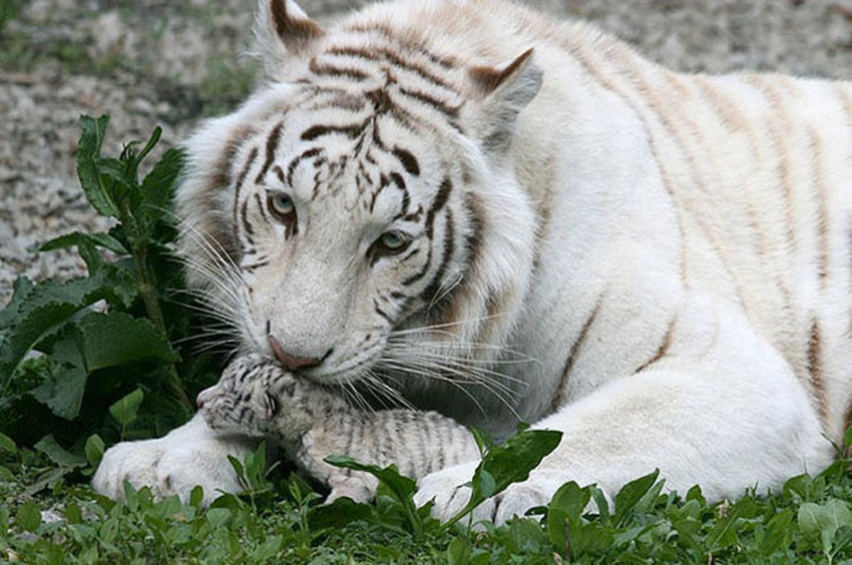 Tigryulia, una femella de tigre blanc albí, cuida un cadell, també albí, al qual va donar a llum al zoològic de Skazka, a Ialta (Ucraïna).