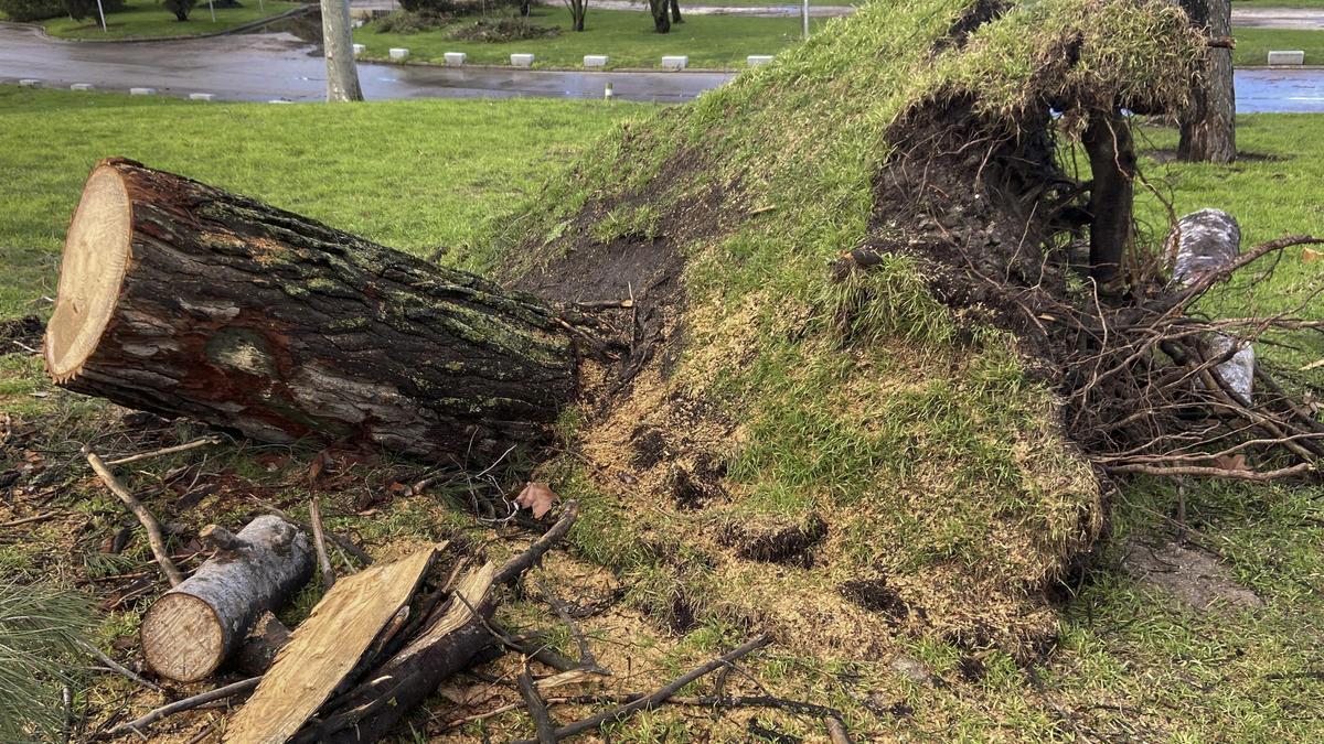 El tronco de un árbol arrancado de sus raíces en la Casa de Campo.