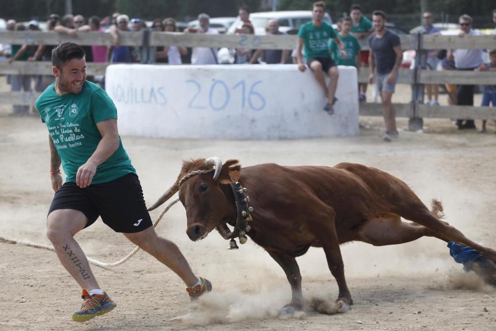 Vaquetes de Torroella de Montgrí