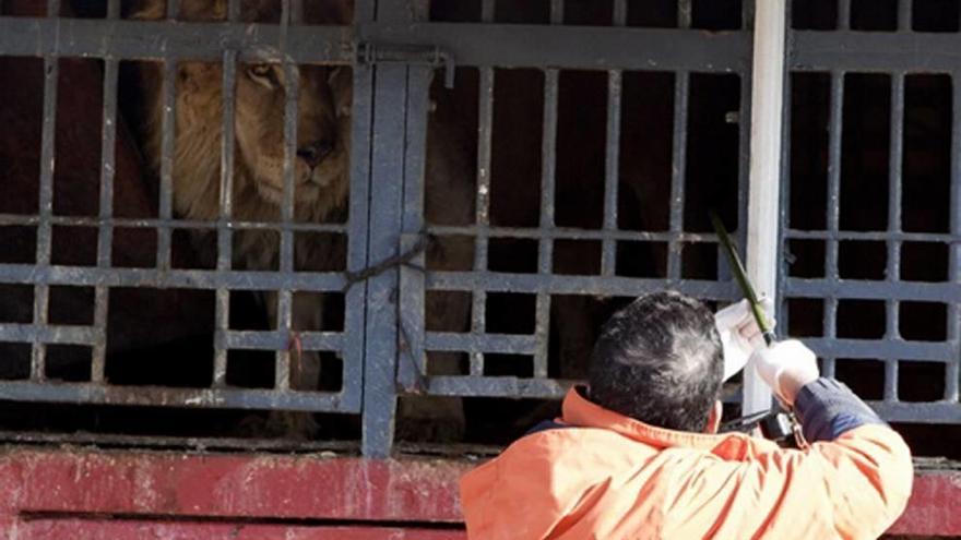 Rescatan de un circo de la Región a un tigre y dos leones sucios y desnutridos