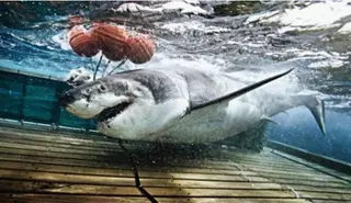 ¿Cómo se captura un tiburón blanco?