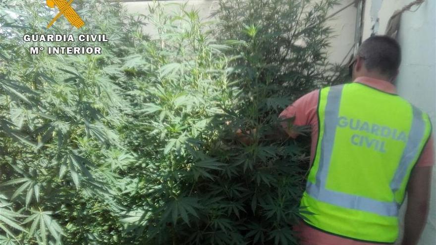 Dos detenidos con 202 plantas de marihuana