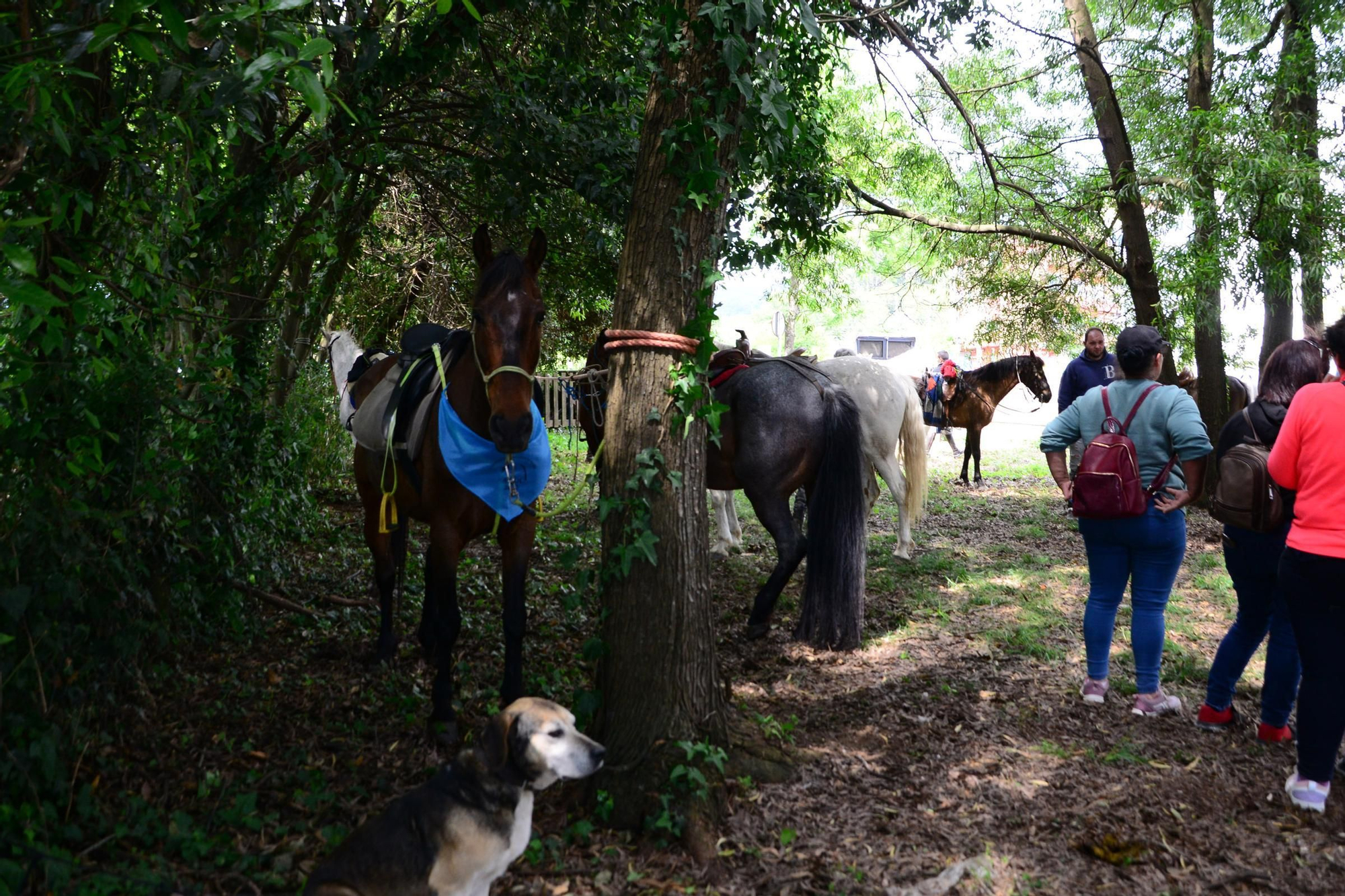 Más de 200 jinetes en la Xuntaza Cabalar de Moaña