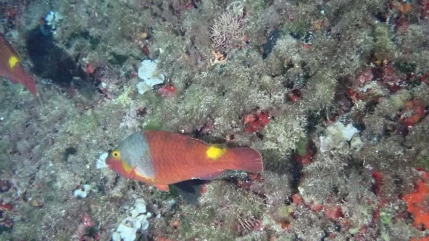 Immer mehr kuriose Fische schwimmen im Meer vor Mallorca und den Nachbarinseln