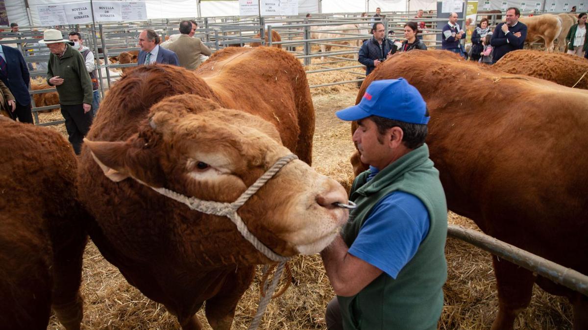 Las ferias agroganaderas, como la organizada por Confevap, son citas ineludibles para el sector. La Feria Agroganadera del Valle de los Pedroches generó unos 2 millones en ventas.