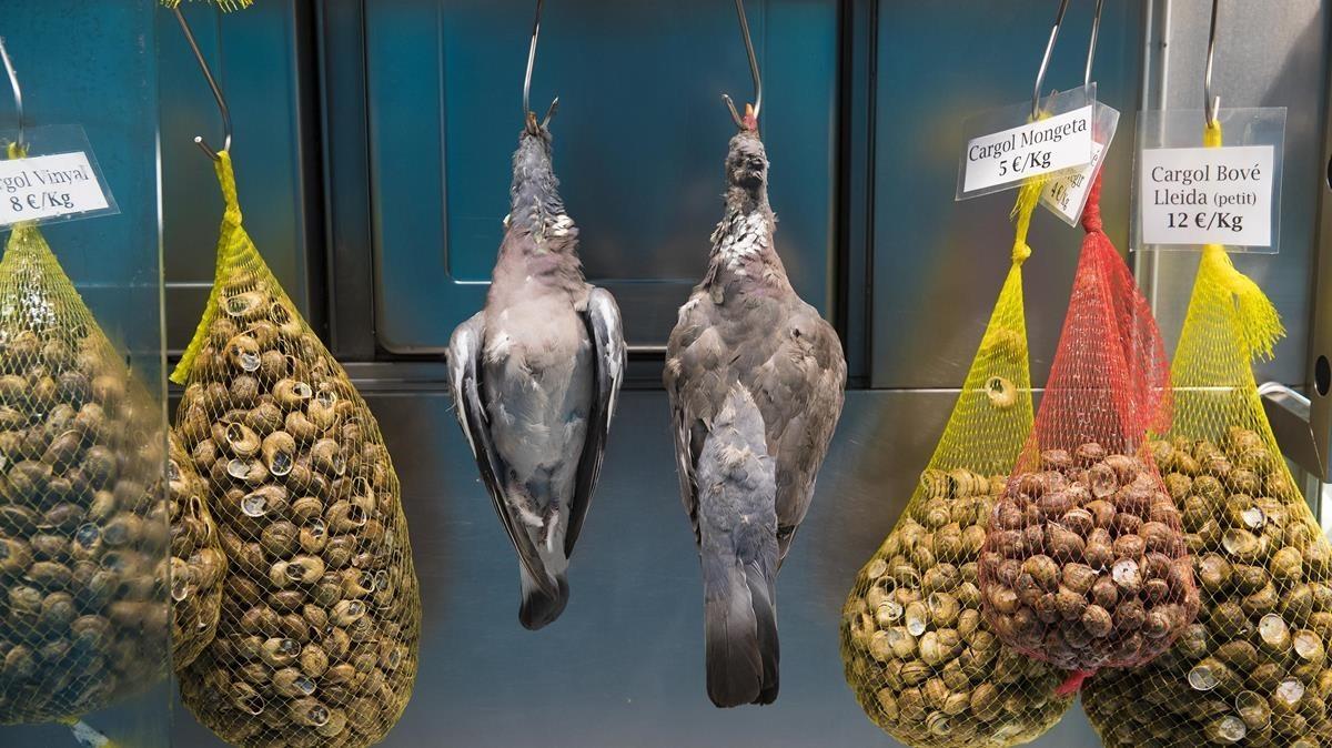 zentauroepp45016870 codornices sen180914160458