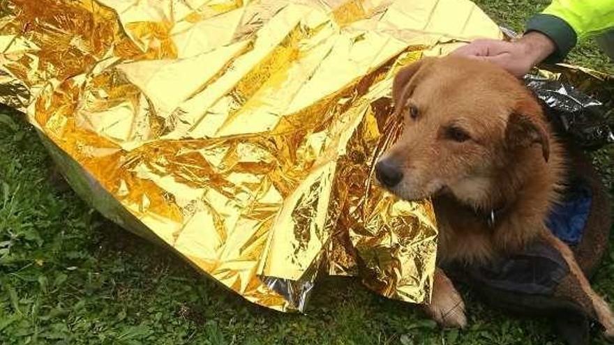 El perro atropellado en la autovía y auxiliado por la Policía. // PN