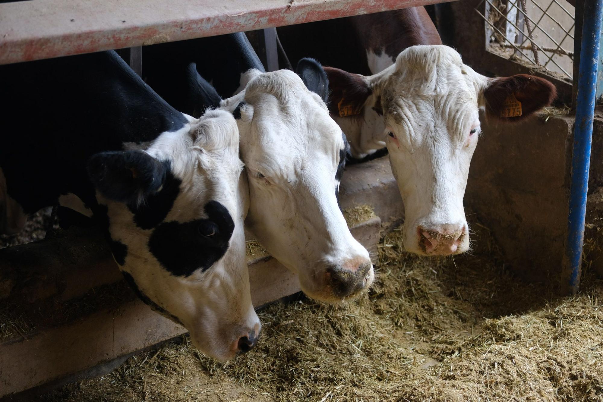 Judith González, ganadera de Valsequillo con casi un centenar de vacas