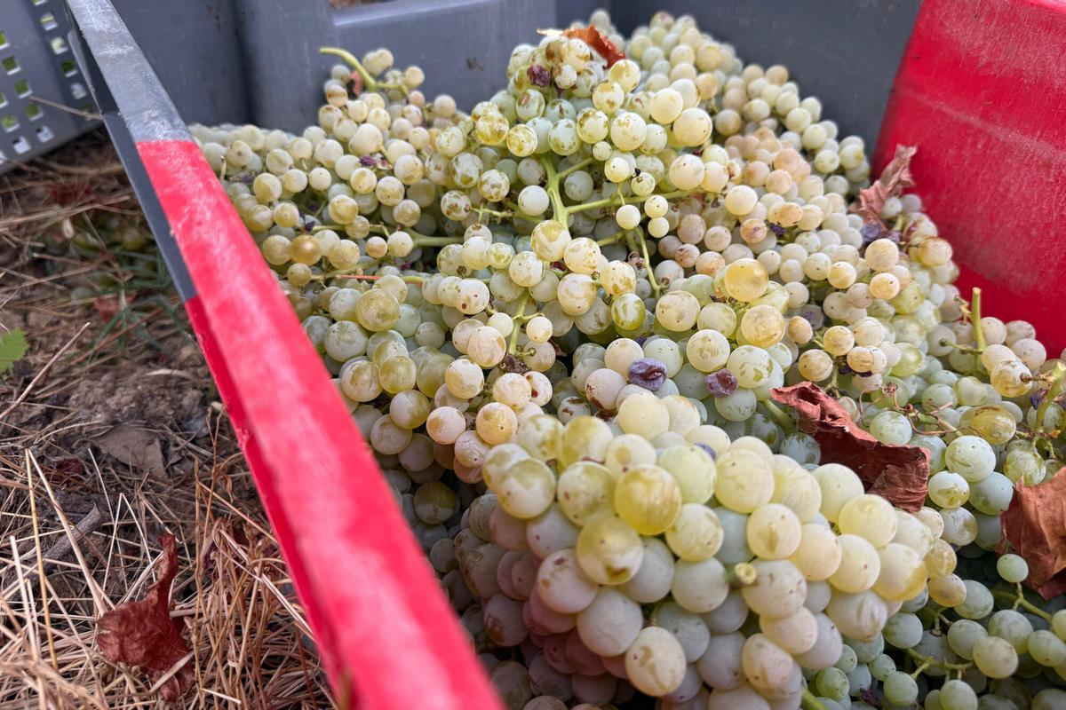 Raïm recollit en un celler de Sant Climent Sescebes