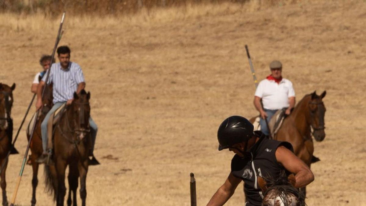 Un caballo animando a  uno de los novillos. | José Luis Fernández