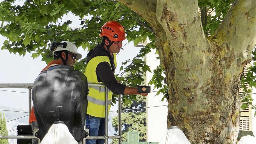 Los técnicos examinan uno de los plataneros de la plaza de la Constitución de Sóller.