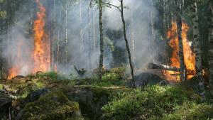 Els grans incendis forestals es van triplicar el 2020 respecte al 2019