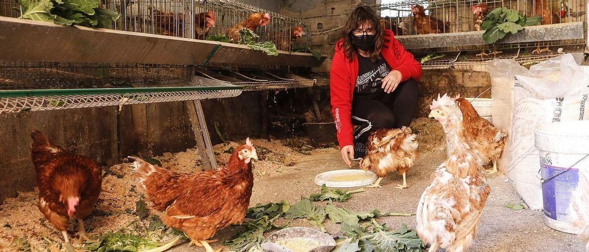 Gallines confinades per la grip aviària: «Si estan molt temps tancades es tornen més agressives» Gallines confinades per la grip aviària: «Si estan molt temps tancades es tornen més agressives»