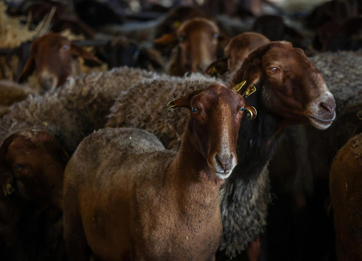 Varias ovejas guirras propiedad de Sanfélix