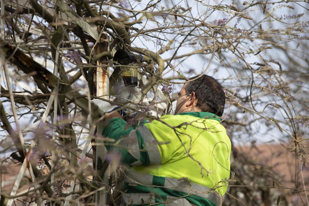 Un operario de Parques y Jardines