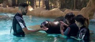 Bañarse con leones marinos, la mejor terapia de este verano