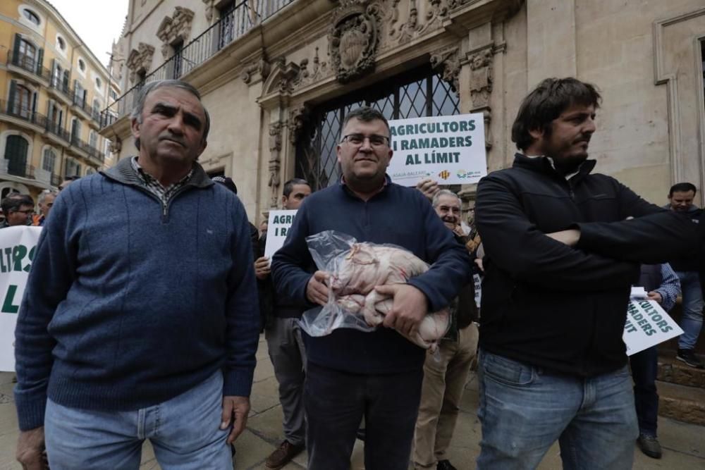 Una porcella para el alcalde