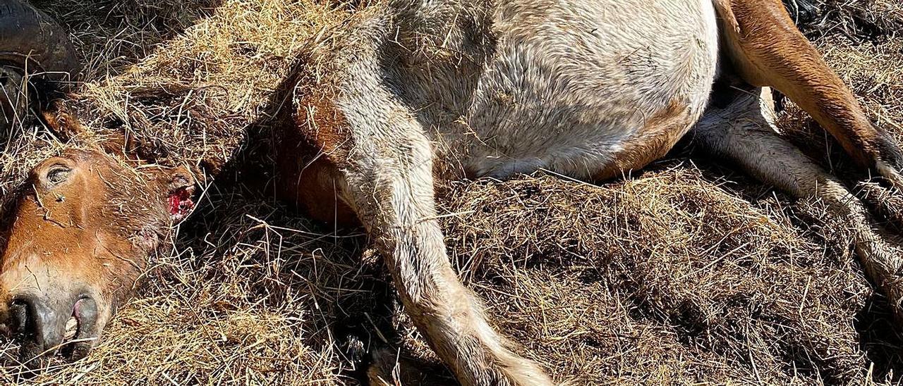 Imagen de la yegua embarazada que mató el lobo estos días en un ataque en Armenteira.   | // CEDIDA