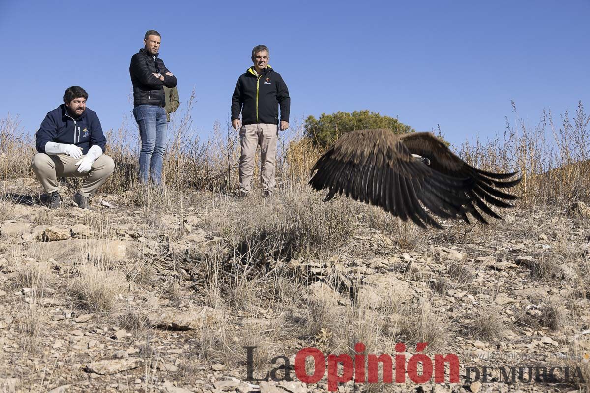 Suelta de dos buitres leonados en la Sierra de Mojantes en Caravaca